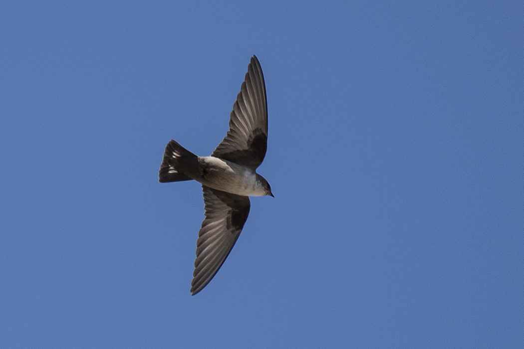 Eurasian Crag-Martin